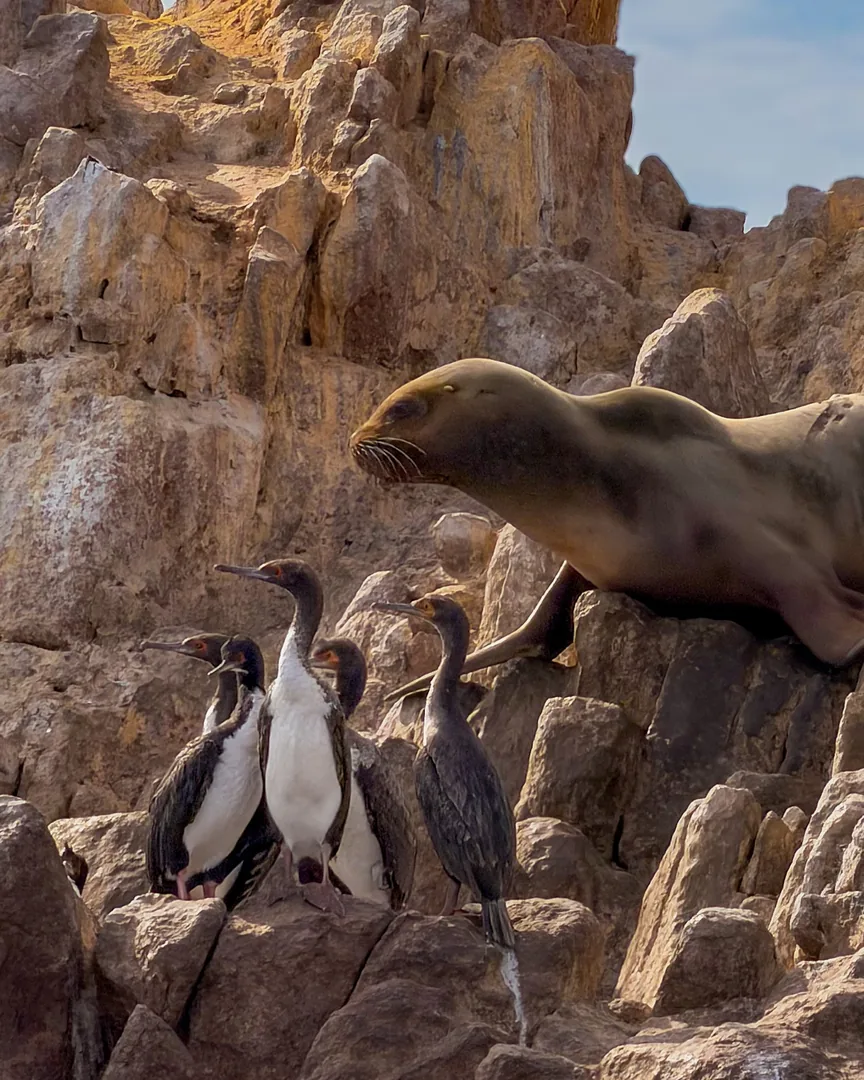 Reserva de Paracas